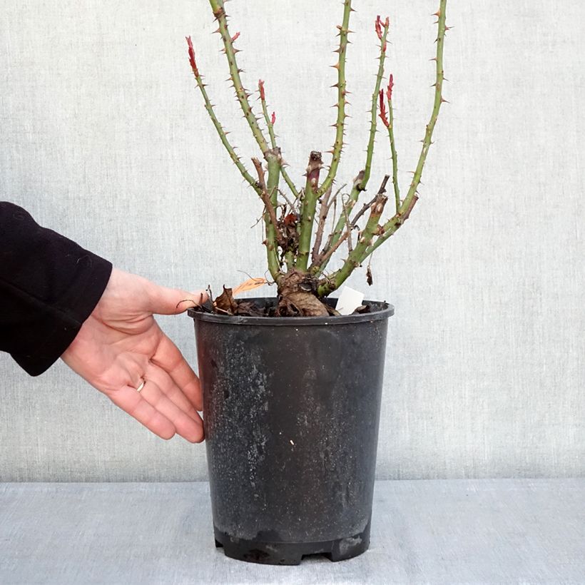 Spécimen de Rosier à grandes fleurs Anggun Meibokir Pot de 4L/5L tel que livré en hiver