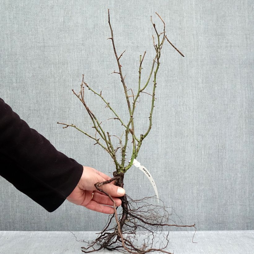 Spécimen de Rosier à grandes fleurs Anggun Meibokir Racines nues tel que livré en hiver