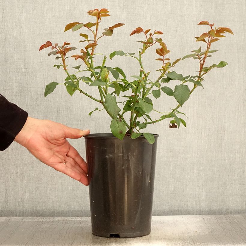 Spécimen de Rosier à grandes fleurs Annapurna Pot de 4L/5L tel que livré en automne