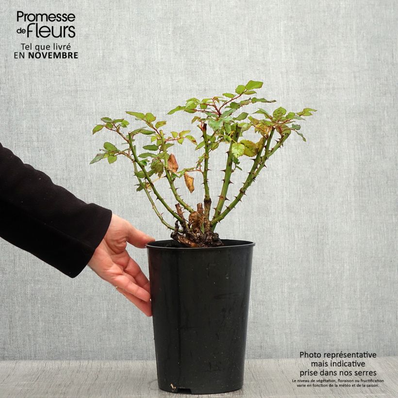Spécimen de Rosier à grandes fleurs Augusta Luise Pot de 4L/5L tel que livré en automne