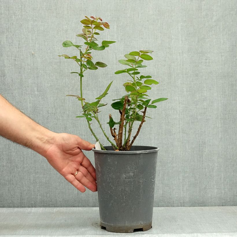 Spécimen de Rosier à grandes fleurs Auguste Escoffier Pot de 4L/5L tel que livré en été