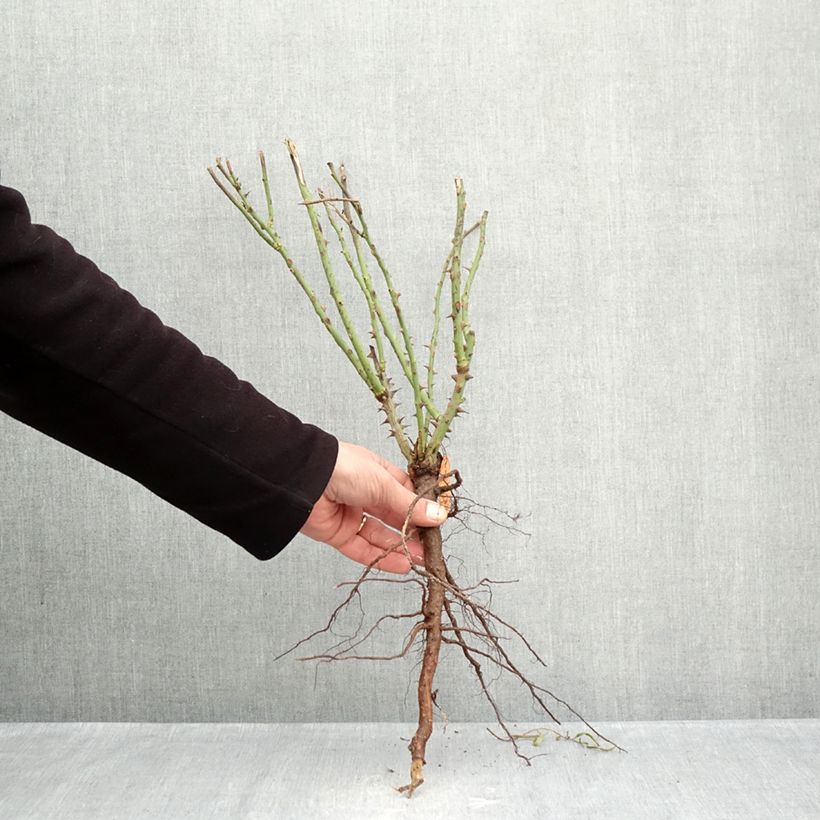 Spécimen de Rosier à grandes fleurs Auguste Escoffier Racines nues tel que livré en hiver