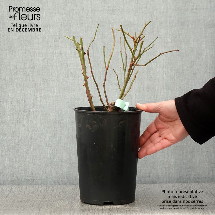 Spécimen de Rosier à grandes fleurs Barbados Pot de 4L/5L tel que livré en automne