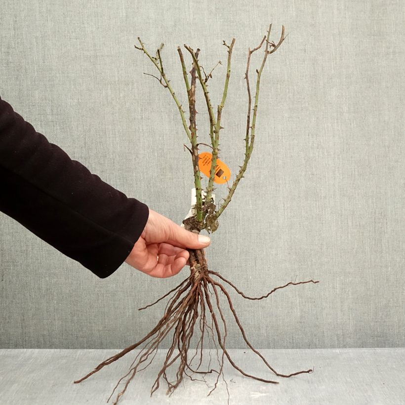Spécimen de Rosier à grandes fleurs Belle Romantica Racines nues tel que livré en hiver