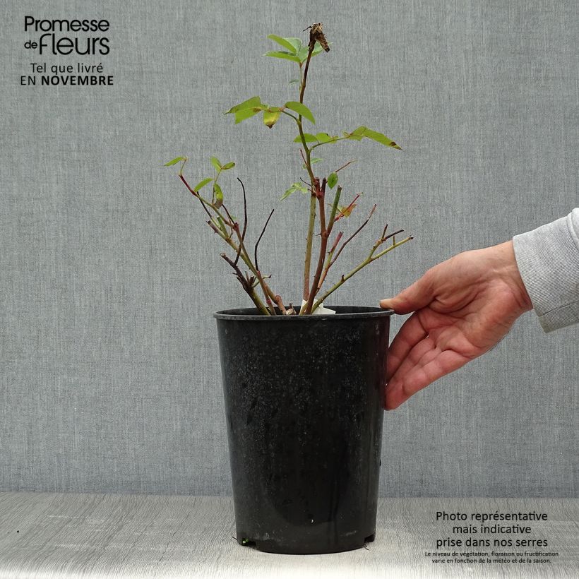 Spécimen de Rosier à grandes fleurs Bernadette Lafont  Pot de 4L/5L tel que livré en automne