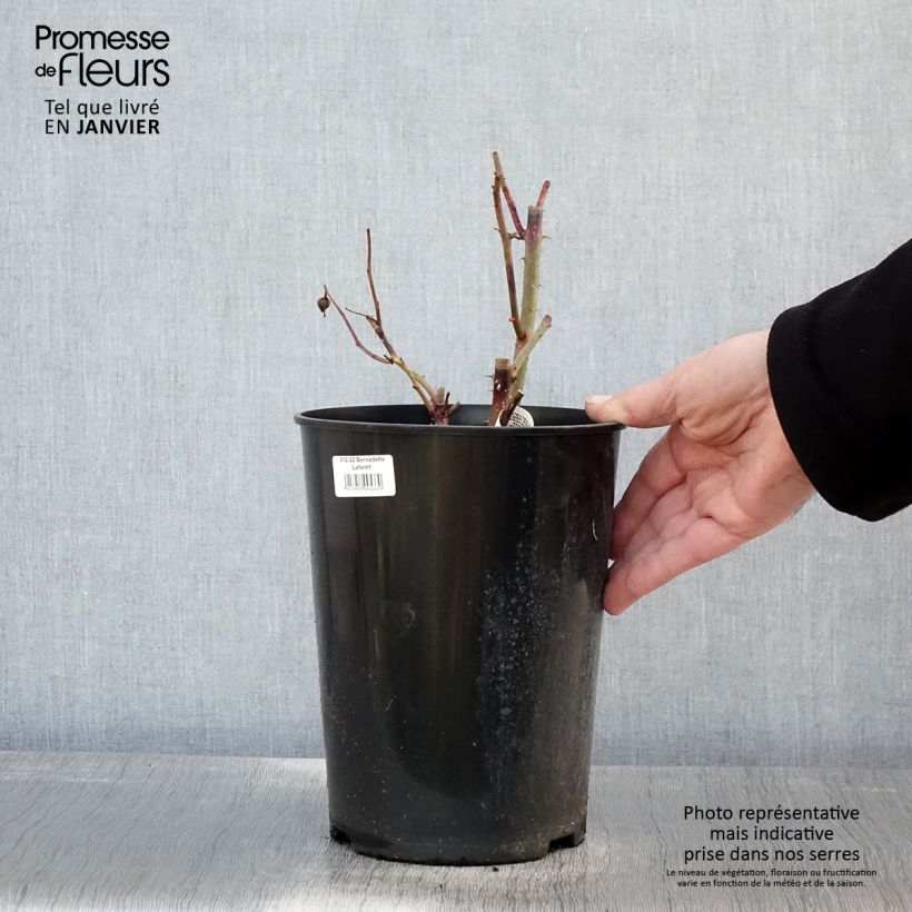 Spécimen de Rosier à grandes fleurs Bernadette Lafont  Pot de 4L/5L tel que livré en hiver