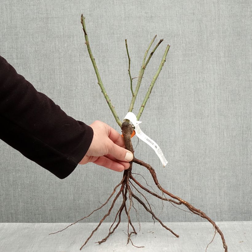 Spécimen de Rosier à grandes fleurs Black Baccara Racines nues tel que livré en hiver