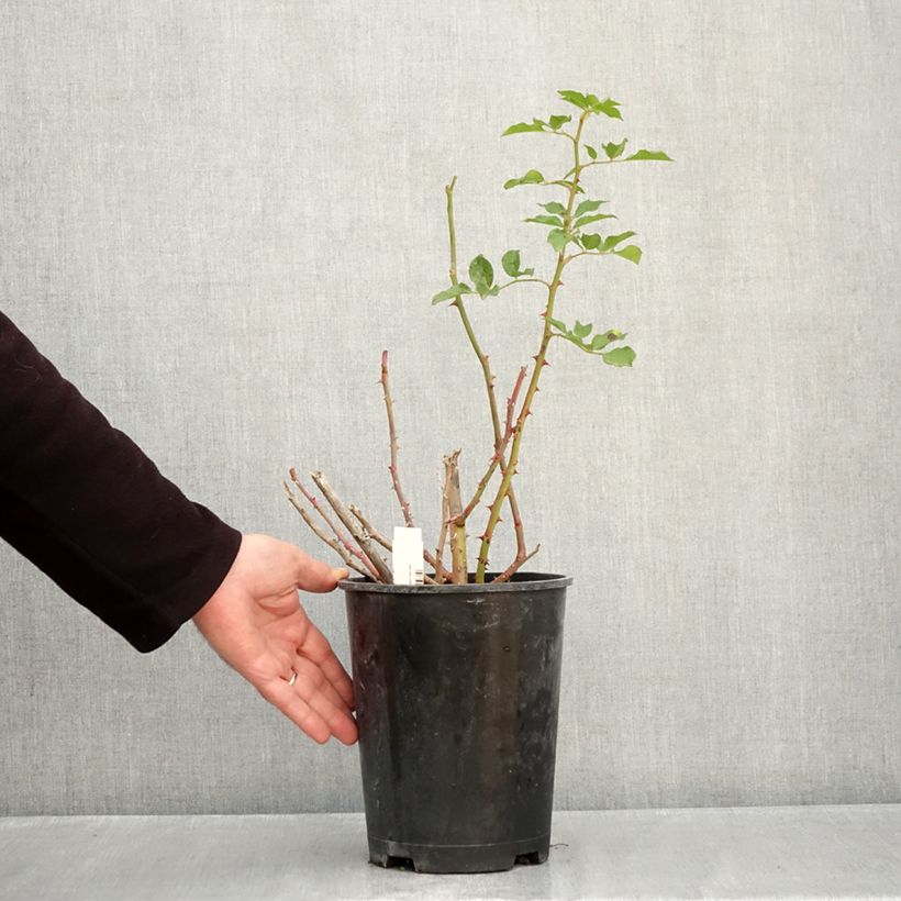 Spécimen de Rosier à grandes fleurs Blue Eden Pot de 4L/5L tel que livré en automne