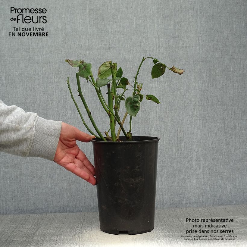 Spécimen de Rosier à grandes fleurs Blue River Pot de 3L/4L tel que livré en automne