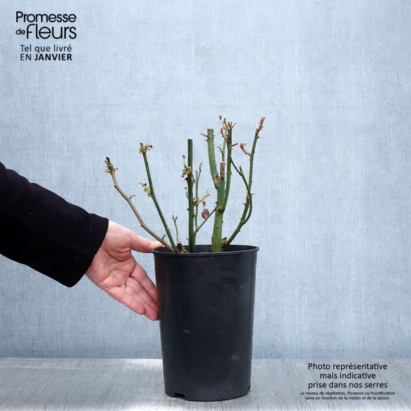 Spécimen de Rosier à grandes fleurs Blue River Pot de 3L/4L tel que livré en hiver