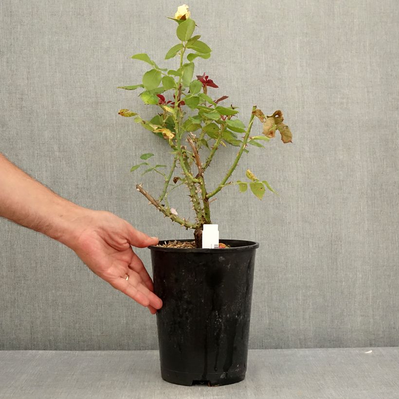 Spécimen de Rosier à grandes fleurs Boréale  Pot de 4L/5L tel que livré en été