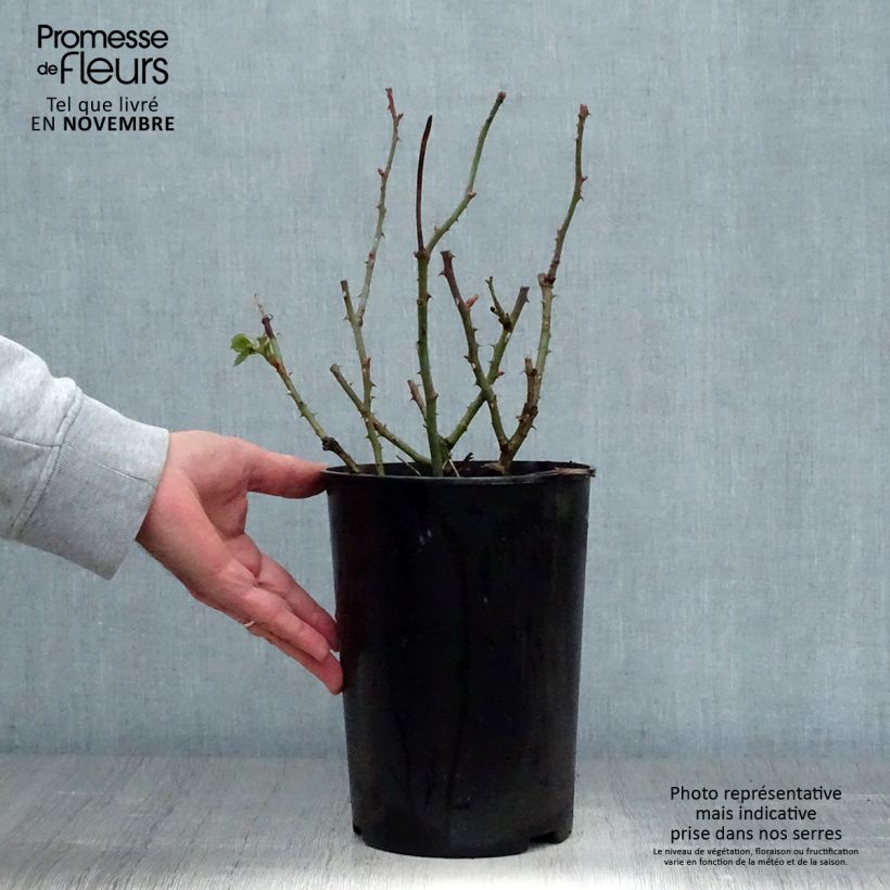 Spécimen de Rosier à grandes fleurs Borneo Odore Pot de 4L/5L tel que livré en automne