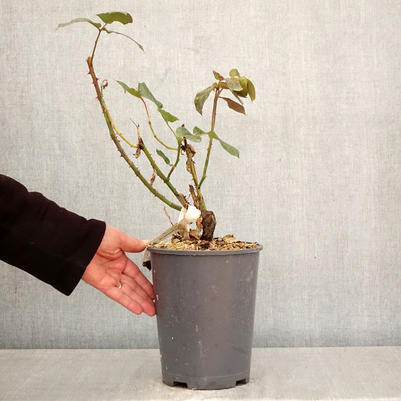 Spécimen de Rosier à grandes fleurs Broadway Pot de 4L/5L tel que livré au printemps