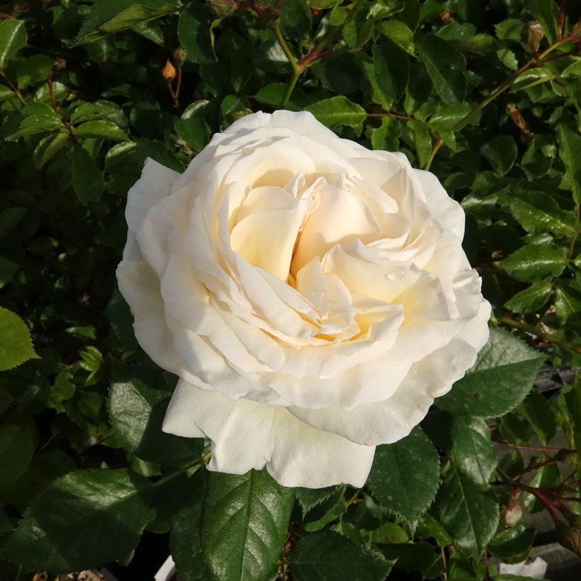 Rosier à grandes fleurs Camille Claudel (Floraison)