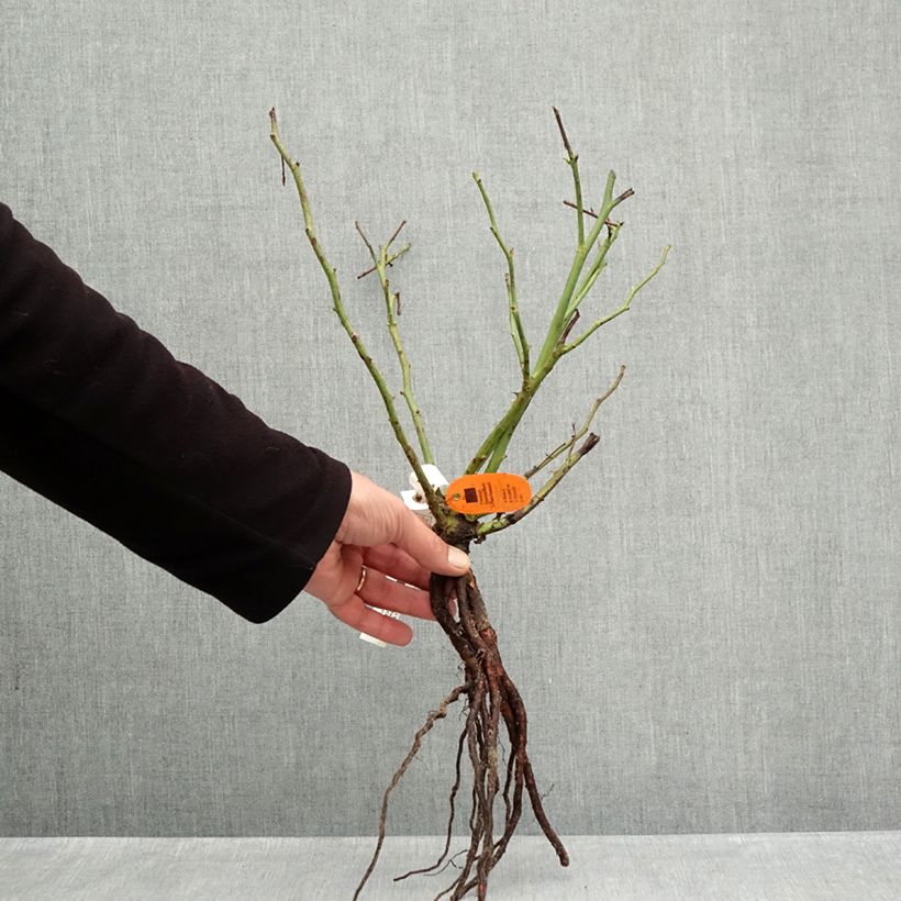 Spécimen de Rosier à grandes fleurs Camille Claudel Racines nues tel que livré en hiver