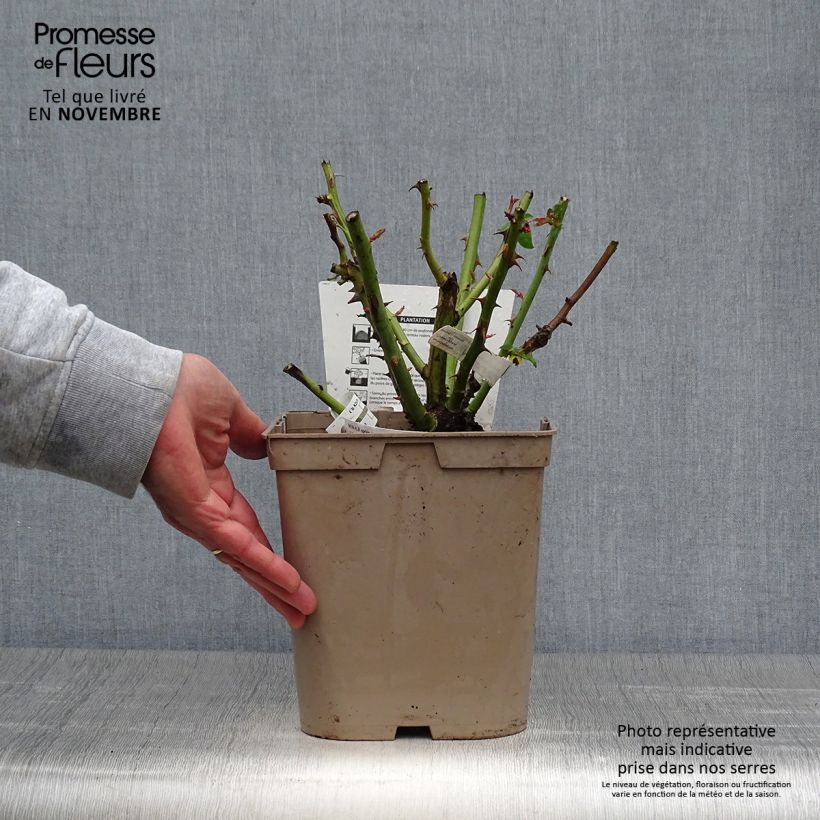 Spécimen de Rosier à grandes fleurs Camille Pissarro Pot de 4L/5L tel que livré en automne