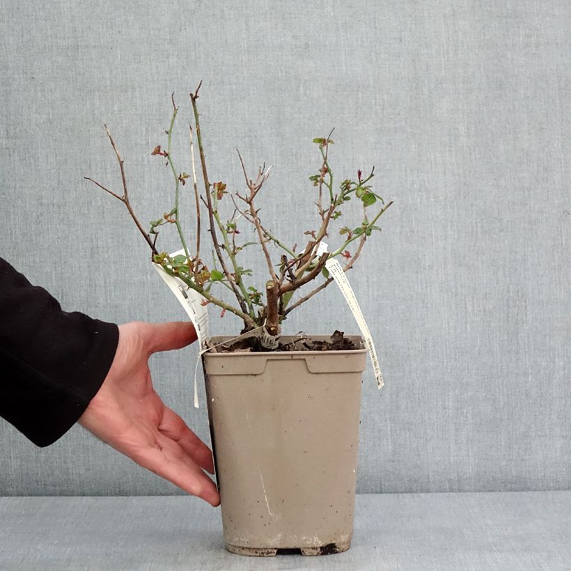 Spécimen de Rosier à grandes fleurs Camille Pissarro Pot de 4L/5L tel que livré en hiver