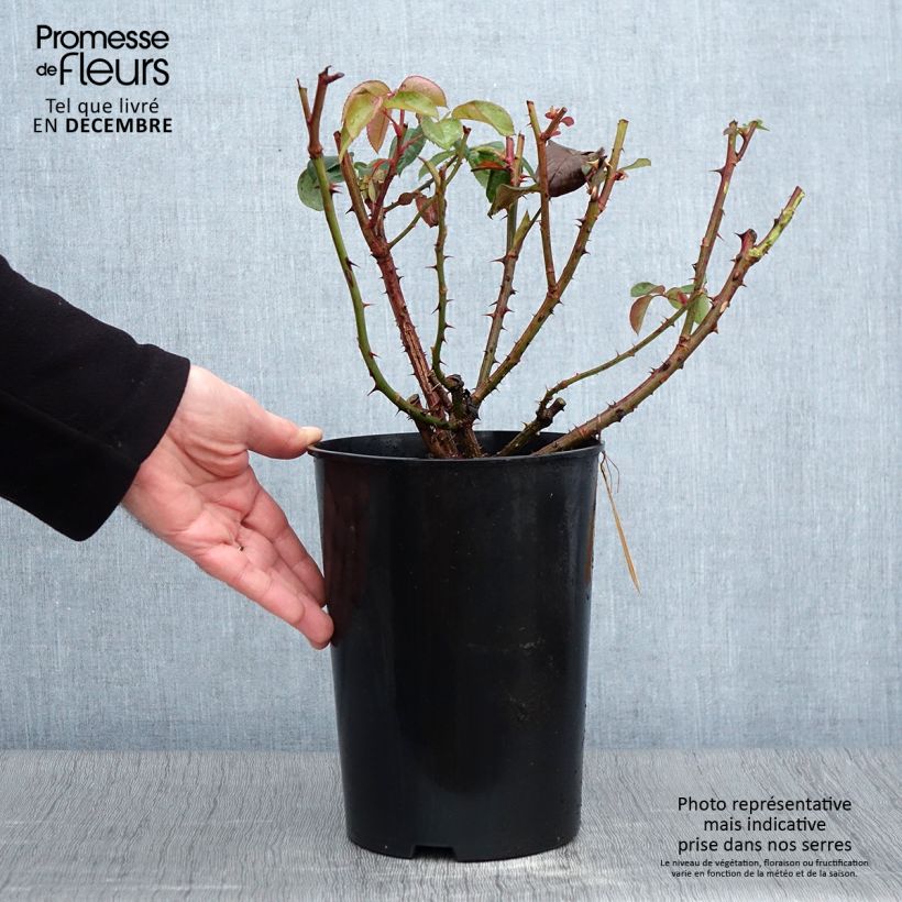 Spécimen de Rosier à grandes fleurs Candlelight Pot de 4L/5L tel que livré en automne