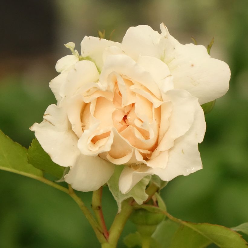 Rosier à grandes fleurs Catherine Frot (Floraison)