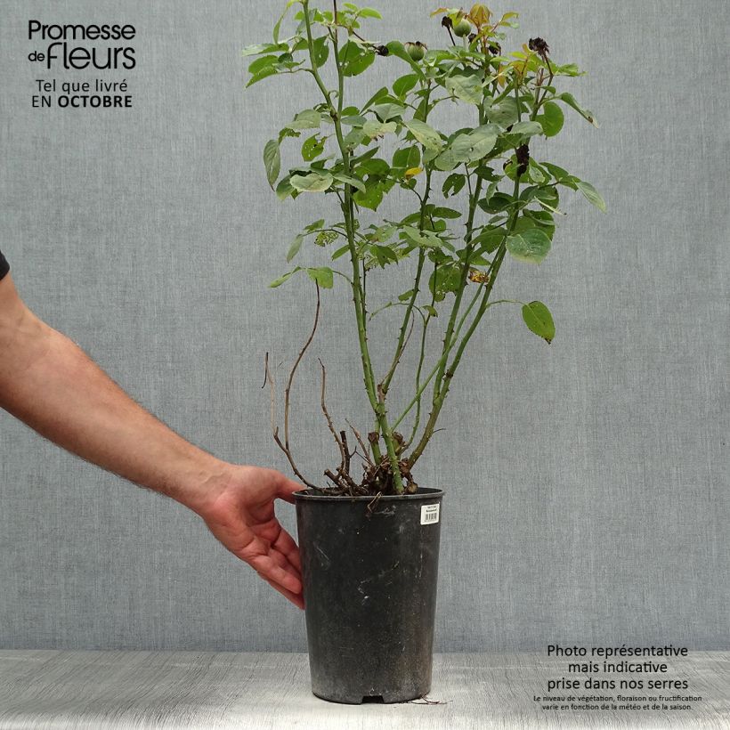 Spécimen de Rosier à grandes fleurs Clair Renaissance Pot de 4L/5L tel que livré en automne