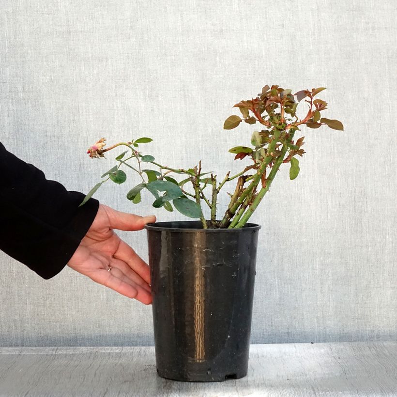 Spécimen de Rosier à grandes fleurs Claire Marshall Pot de 2L/3L tel que livré en automne