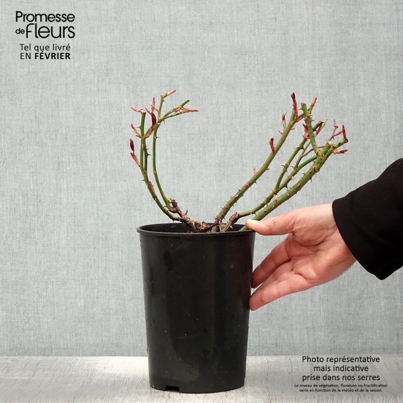 Spécimen de Rosier à grandes fleurs Claire Marshall Pot de 2L/3L tel que livré en hiver