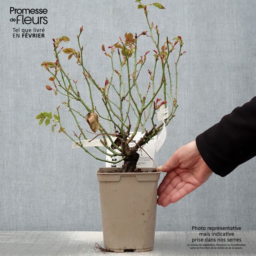 Spécimen de Rosier à grandes fleurs Claude Monet Pot de 3L/4L tel que livré en hiver