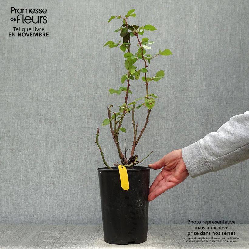 Spécimen de Rosier à grandes fleurs Courage Pot de 4L/5L tel que livré en automne
