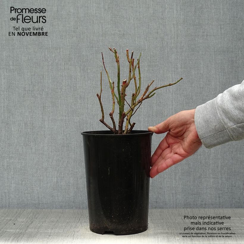 Spécimen de Rosier à grandes fleurs Diamond Jubilee Pot de 4L/5L tel que livré en automne