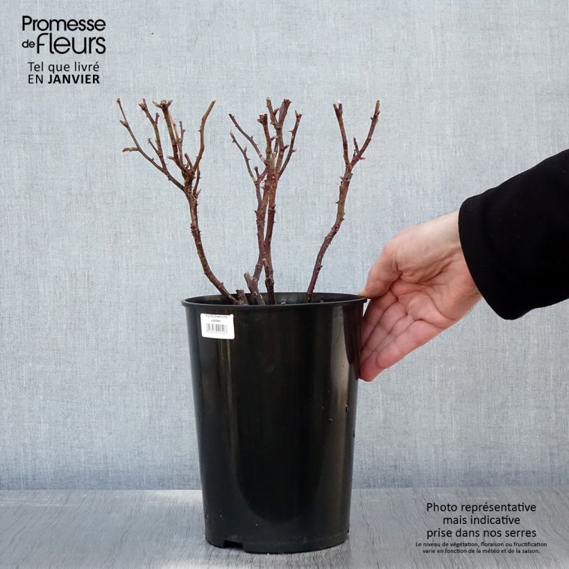 Spécimen de Rosier à grandes fleurs Diamond Jubilee Pot de 4L/5L tel que livré en hiver
