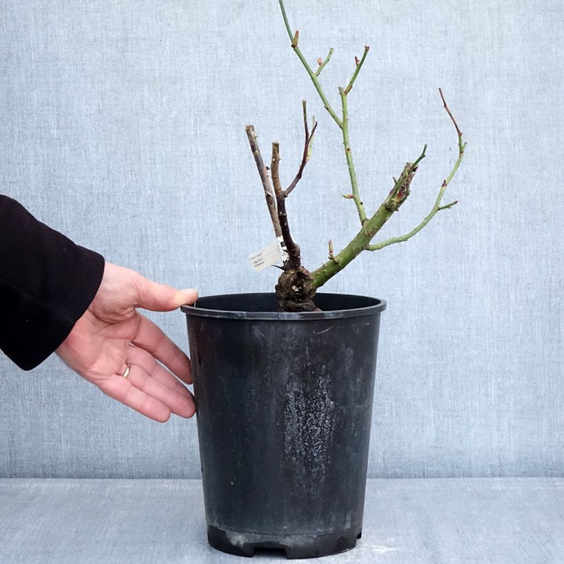 Spécimen de Rosier à grandes fleurs Dioressence Pot de 4L/5L tel que livré en hiver