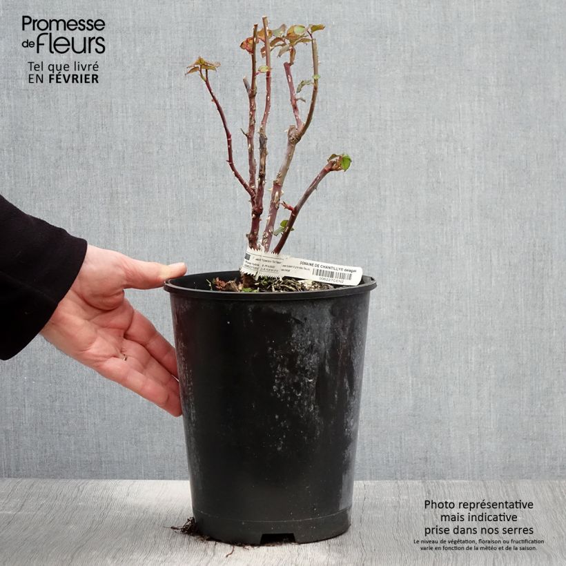Spécimen de Rosier à grandes fleurs Domaine de Chantilly Pot de 3L/4L tel que livré en hiver