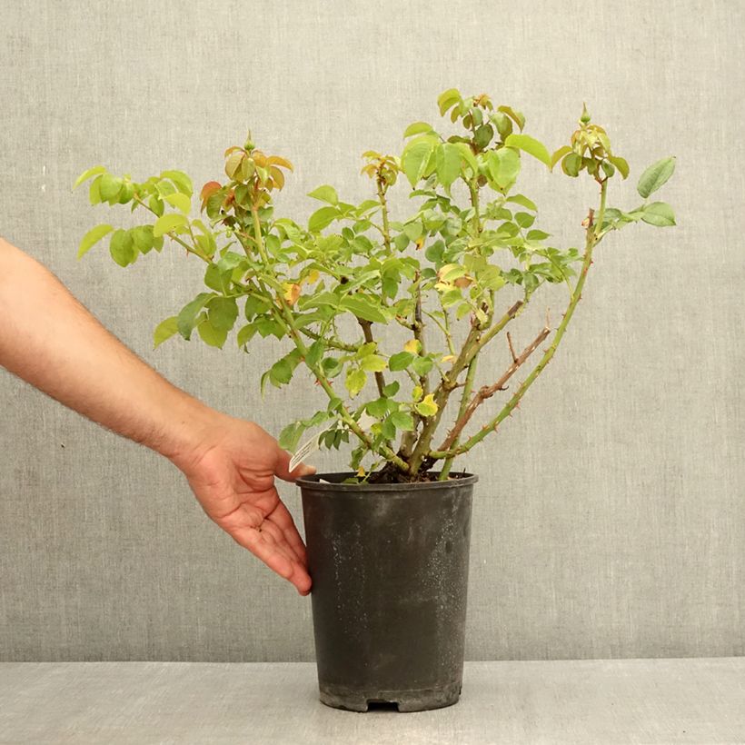 Spécimen de Rosier à grandes fleurs Domaine de Chantilly Pot de 3L/4L tel que livré en été