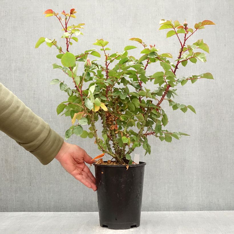 Spécimen de Rosier à grandes fleurs Drakkar Pot de 4L/5L tel que livré au printemps