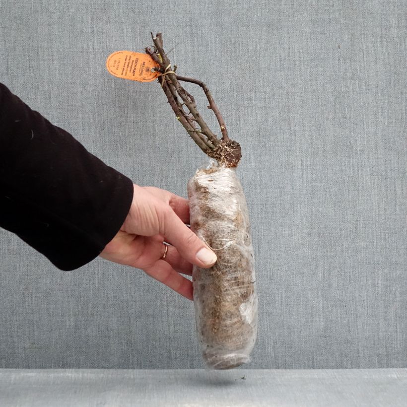 Spécimen de Rosier à grandes fleurs Edith Piaf  Racines nues en motte tel que livré en hiver