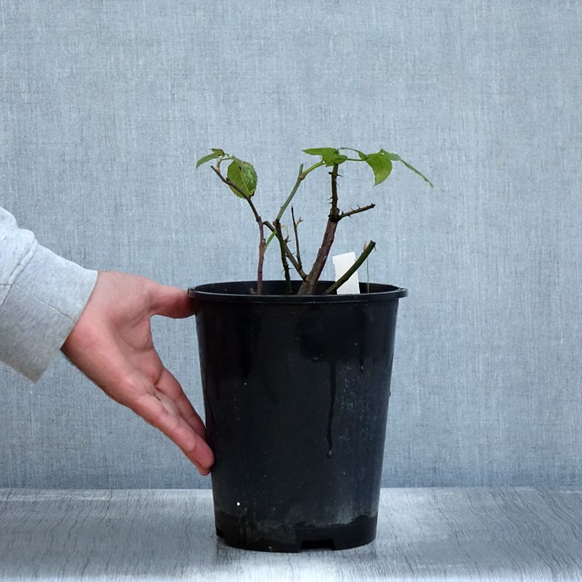 Spécimen de Rosier à grandes fleurs Eleganza Limona Pot de 4L/5L tel que livré en automne