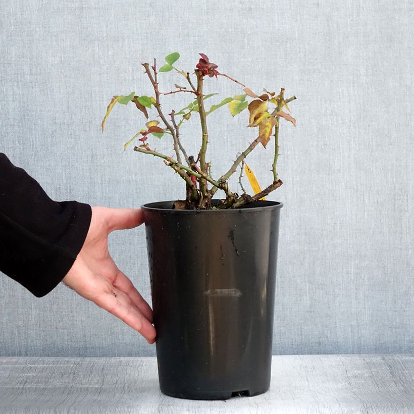 Spécimen de Rosier à grandes fleurs Eleganza Meine Rose Pot de 4L/5L tel que livré en hiver