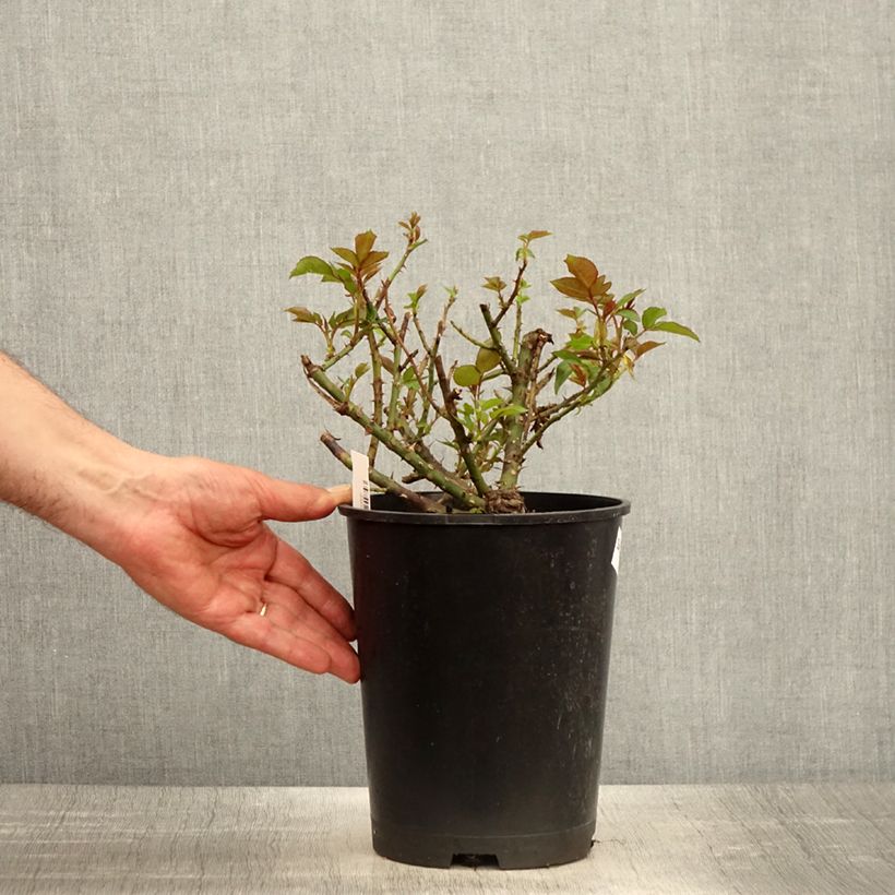 Spécimen de Rosier à grandes fleurs Eleganza Meine Rose Pot de 4L/5L tel que livré au printemps