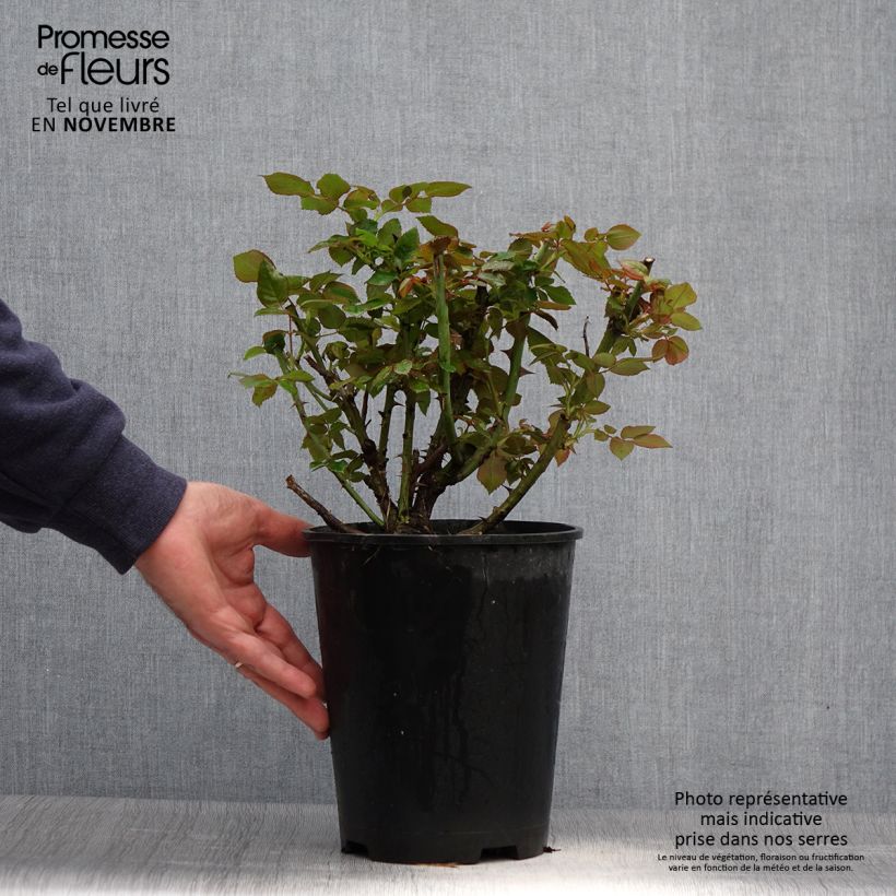 Spécimen de Rosier à grandes fleurs Eriko Takeda Pot de 4L/5L tel que livré en automne