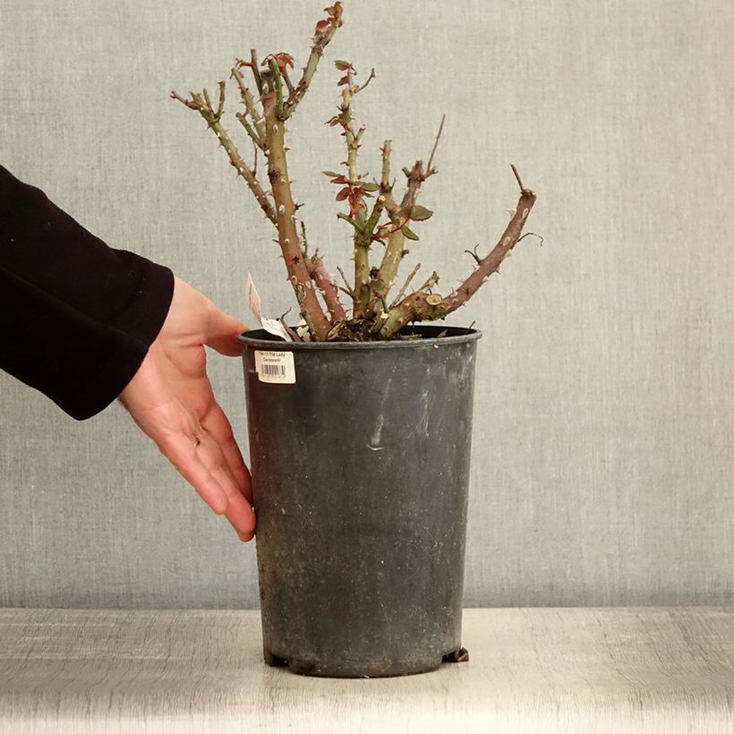 Spécimen de Rosier à grandes fleurs Espoir d'Anjou Pot de 4L/5L tel que livré en hiver