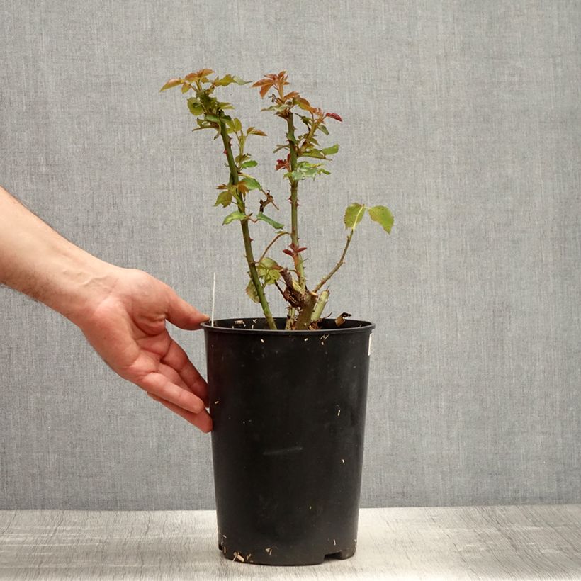 Spécimen de Rosier à grandes fleurs Espoir d'Anjou Pot de 4L/5L tel que livré au printemps