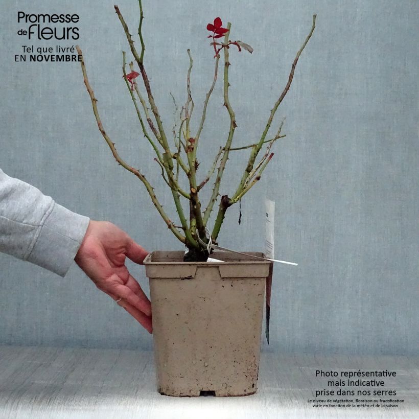 Spécimen de Rosier à grandes fleurs Fragonard Pot de 3L/4L tel que livré en automne