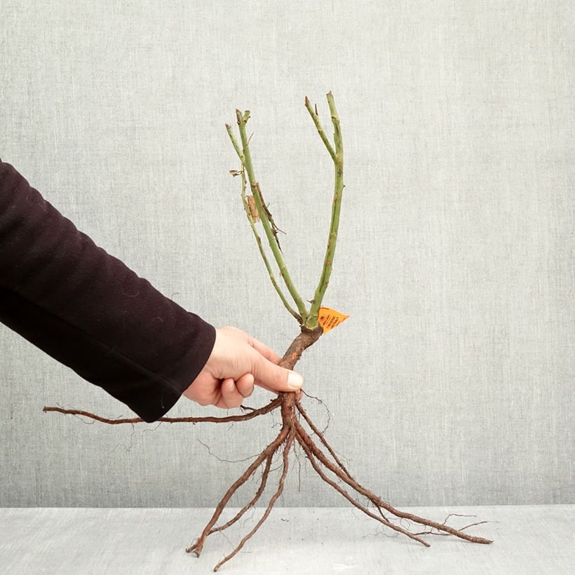 Spécimen de Rosier à grandes fleurs Frédéric Mistral  Racines nues tel que livré en hiver