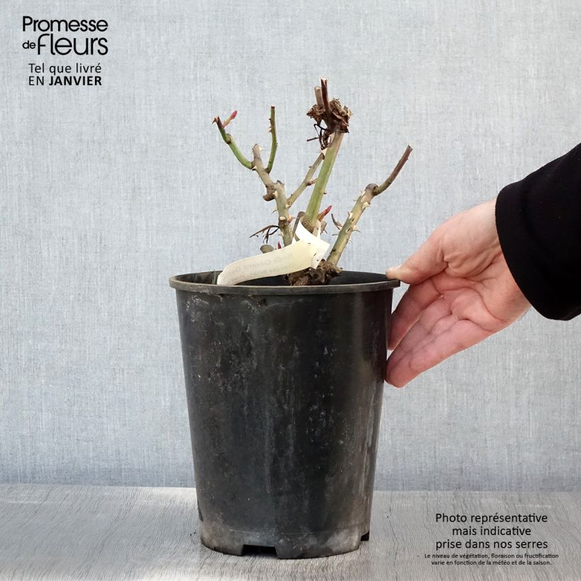Spécimen de Rosier à grandes fleurs Gérard Depardieu Pot de 4L/5L tel que livré en hiver