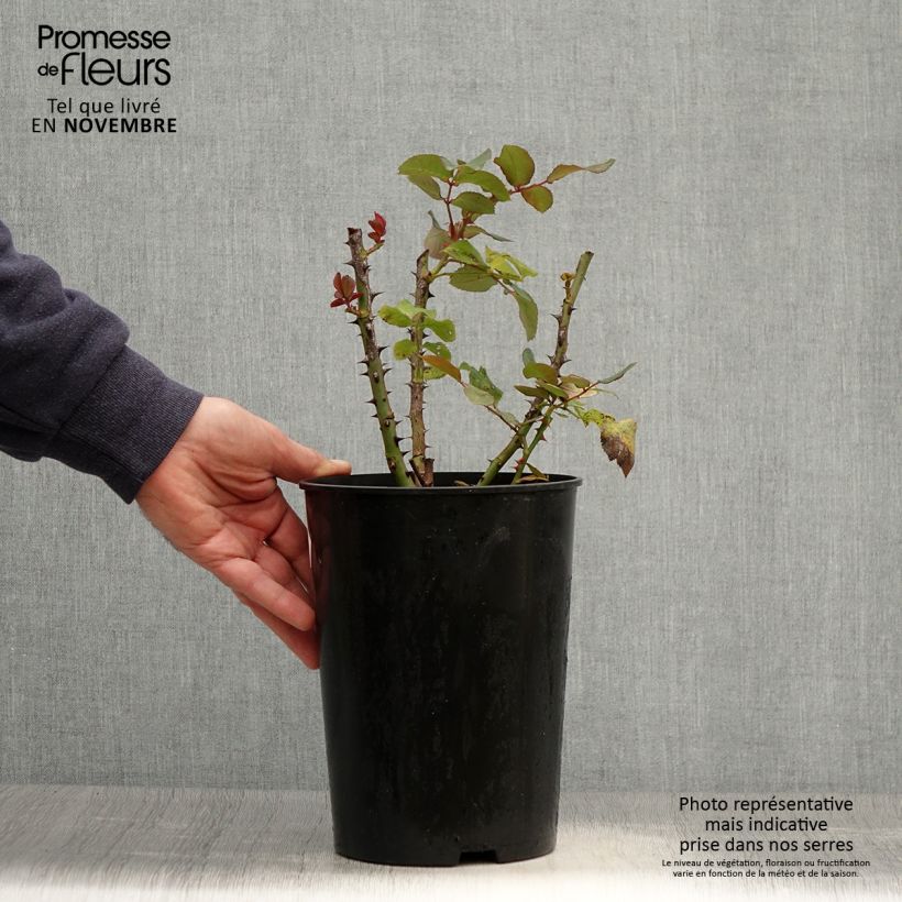 Spécimen de Rosier à grandes fleurs Grande Amore Pot de 4L/5L tel que livré en automne