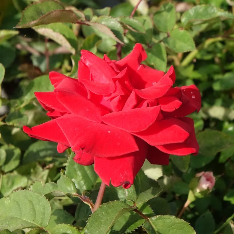 Rosier à grandes fleurs Grande Amore (Floraison)
