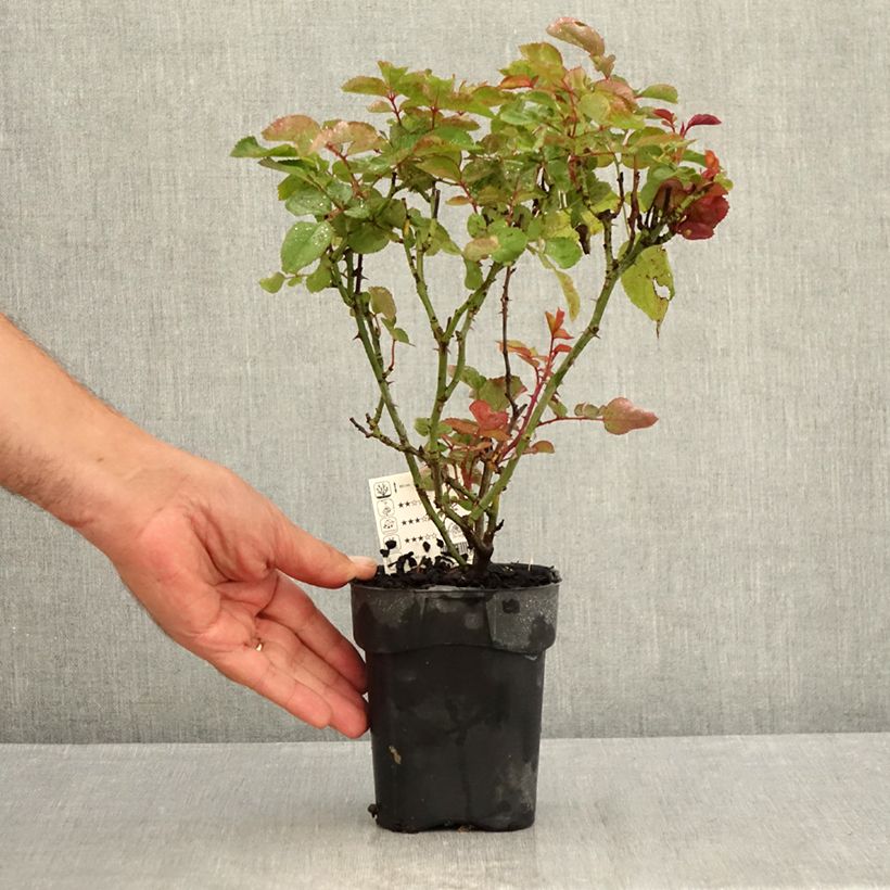 Spécimen de Rosier à grandes fleurs Grande Amore Pot de 10 cm/11cm, Issu de bouture tel que livré en été