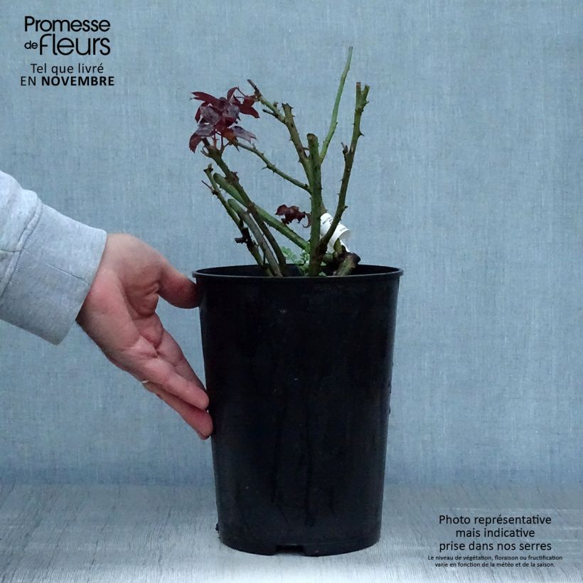 Spécimen de Rosier à grandes fleurs Grande Classe Pot de 4L/5L tel que livré en automne