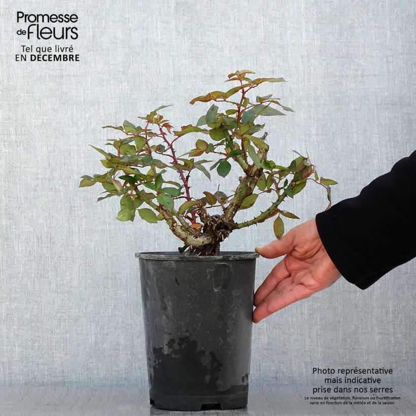 Spécimen de Rosier à grandes fleurs Guignol Pot de 4L/5L tel que livré en automne