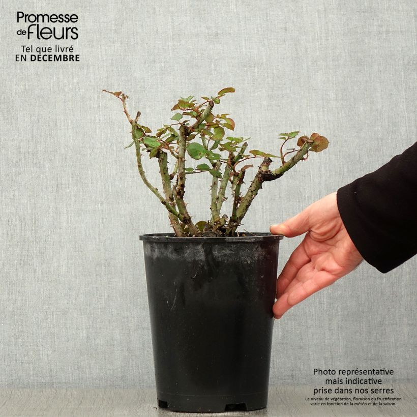 Spécimen de Rosier à grandes fleurs Henryane de Chaponay Pot de 4L/5L tel que livré en automne